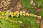 Autumn goldenrod 